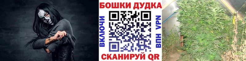 как найти наркотики  Новоалександровск  omg маркетплейс  Марихуана OG Kush 